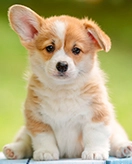 Puppy