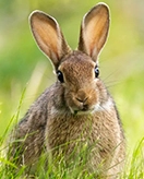 Bunnies