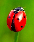 Ladybugs