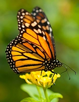 Butterflies